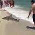 Man On Vacation Rescues Blacktip Shark Washed Up On Beach