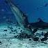 Тигровая акула Эмили ест закуску мальдивы Shark акулы Scubadiving