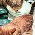 八條竟然會說話了 喵哥是萌新 Cat Pets Cute Animals 萌宠 Funny Funnycats