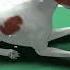I Didn T Go To Vet School Pet Pals Animal Doctor