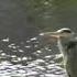 A Beautiful And Lonely Bird Standing On The Bank Of The River Shorts Asmr