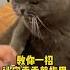 來跟我學怎麼給貓咪剪指甲吧