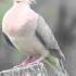 Mourning Dove Call