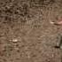 Plastik Funk Let Me See Ya Official Video HD