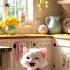 Dinka Chika Dinka Chika Tiny Kitten Dancing In The Kitchen Cat Catdance Catvideos Funny