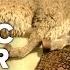 Shrek Forever After 2010 Trailer 1 Movieclips Classic Trailers