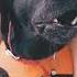 Dog Barking Sound Black Labrador Retriever Dog Shorts Dog Barking