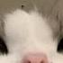 Face Домино Speed Up