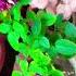 Garden Gardening Garden Plants Flowergarden Trendingshorts Terracegardenindia Nature Health