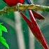 Musica Relajante Con Sonidos De Pajaros Musica Para Dormir Soothing Relaxation And Meditation