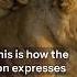 Lion Love How Male Lions Show Affection To Their Mates