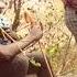 Akamuna Music Lim Weylo Ft Keli Just Ndimakukondabe Video