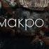 Лесное макро видео 4к звуки леса пение птиц релакс видео