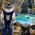 Кот Жмых стал КАМНЕМ Вот это ритуал Gopnik Cat Turned To STONE 12 серия Смотри далее