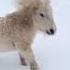 Before After Animal Transformation Short Shorts Viralshort Animal Cuteanimals