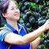 Harvesting Grape Goes To Market Sell Gardening And Cooking Lý Tiểu Vân