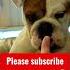 English Bulldog Nose Boop Goes Drastically Wrong