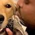 Golden Retriever And Kitten Rival For Dad S Affection The Dodo
