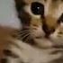 котик икает