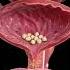 Clitoris Vaginal Fitness Health Uterus Cervix Futnesswork Internalsystem