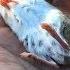 Watch This Guy Bring A Dead Mouse Back To Life The Dodo