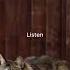 Cat Purring Sound For Instant Relaxation Full Video On YouTube Youtube Com Watch V PGLHsbqFgOg