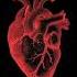 Heartbeat Стук сердца звук