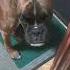 У соседа всегда вкуснее шандор немецкийбоксер собакабоксер Boxerdog воспитаниещенка корма