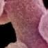 Antibacterial Products May Help Bacteria Beat Antibiotics