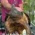 Catch And Release On A Beautiful Alligator Snapping Turtle