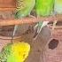 Beautiful Talking Budgies Parrot Larkanasindh Australianparrots Budigesparrot