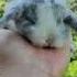 Reels Top Bunny Biznes Quyon Robit Reels Toshkent Xbox Reels