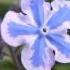 ПУПОЧНИК OMPHALODES сем Бурачниковые