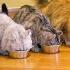 Fluffy Japanese Cat Cafe Experience In Tokyo Mocha Lounge Ikebukuro