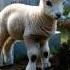 Look In A US Cemetery Jesus And A Lamb Saved The Baby Baby Miracle Lamb Jesus USA