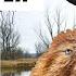 The Animal Sounds Beaver Call Sound Effect Animation