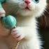 What Happens When A Kitten Gets A Phone