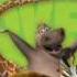 Madagascar 2 The Traveling Song Lyrics MP3 Download