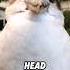The Cutest Bird With The Craziest Laugh Animals Cute Kookaburra