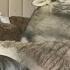 Hospital Worker Sings Lean On Me And His Husky Adorably Joins In Howling L GMA Digital