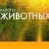 Эволюция заставок программы Диалоги о животных РТР Россия 1 1994 2017 Выпуск 126