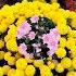 Бобруйск Осенний калейдоскоп Bobruisk Autumn Kaleidoscope