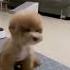 Poodle Dance Animals Poodle Dance