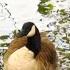 Beautiful Duck Quacking On The River 13 Min Relaxing Sound Of Nature