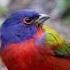 Witness Nature S Vibrant Beauty A Painted Bunting S Colorful Feathers