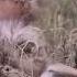 Cheetah Cubs Learn A Valuable Lesson In Hunting BBC Animalkingdom