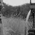 Bertha Benz The First Driver