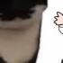 FNF Vs Maxwell The Cat