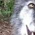 Happy Wolves Happy Howls