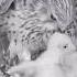 Mom Saves Baby From Falling Out Of Nest DirectoNatura